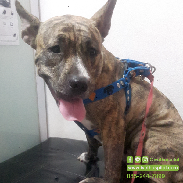 Why is the dog bleeding from vagina? The danger of ticks on dog Why is the dog bleeding from vagina? The danger of ticks on dog